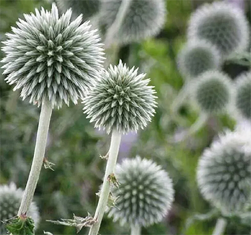 White Globe Thistle Star Frost, Echinops bannaticus, Мордовник банатский белый